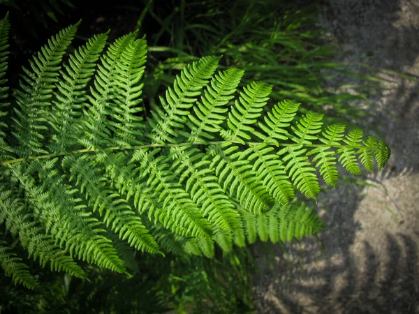 Green fern leaves in garden. Close up of Bracken leaves (Pteridium aquilinum) in spring. Natural background, green foliage.Nature concept. Fern leaf in Forest.