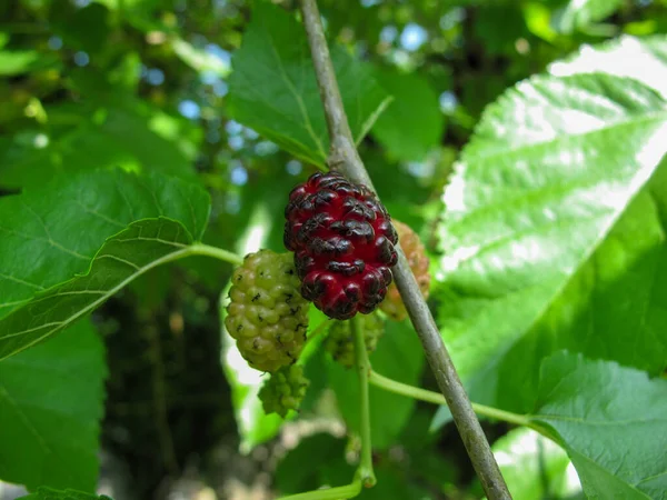 Ripe Raw Mulberry Berries Branch Leaves Garden Spring Close Macro — Stock Photo, Image