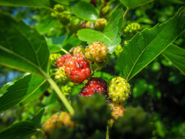 Gros Plan Sur Les Mûres Morus Poussant Sur Les Arbres — Photo