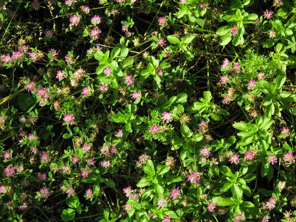 Purple Clover Trefoil Flowers Pasture Meadow Sunny Spring Day Trifolium — Stock Photo, Image