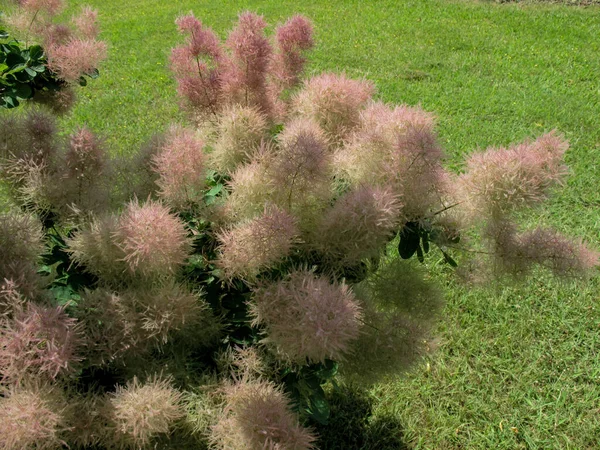 Smoketree Europeo Cotinus Coggygria Conocido Como Rhus Cotinus Smoketree Euroasiático — Foto de Stock