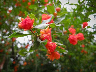 Yazın parlak kırmızı nar çiçeklerini bulanık arka planda kapat. Bahçedeki bir ağaç dalında çiçek açan güzel kırmızı çiçekler.. 