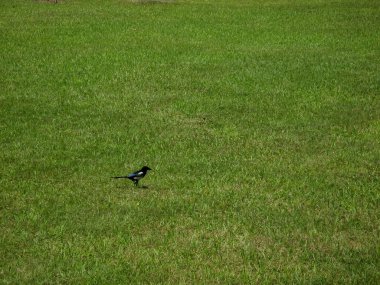 Avrasya saksağanı, aynı zamanda bilinen adıyla saksağan. Pica pica. Siyah gagalı saksağan çayırda yerde oturuyor..