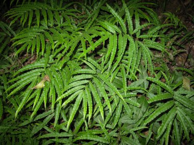 Pteris umbrosa jungle brake fern in gilan, Iran.  The habitat of the jungle brake is rainforest . Jungle fern. Jungle brake.  PTERIDACEAE. Close up. Background.   clipart