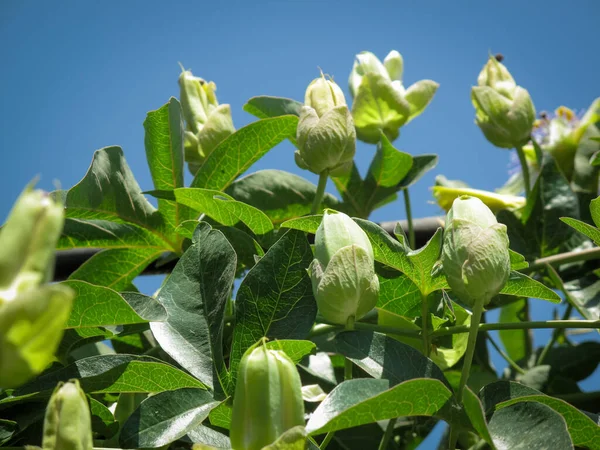 Passiflora Caerulea Virágzik Zöld Levelek Alatt Kék Kék Golgotavirág Kék — Stock Fotó