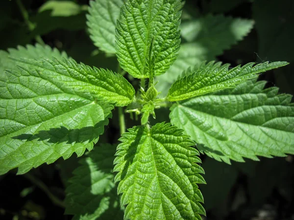 Top View Common Fresh Nettle Stinger Plant Spring Medicinal Plant — Stock Photo, Image