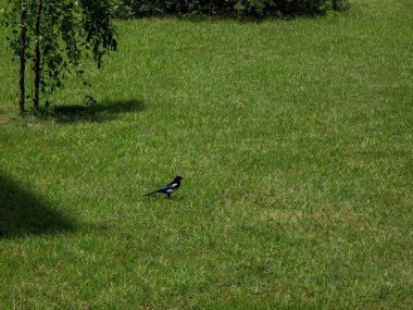 Yaygın Saksağan (Pica Pica), Avrasya Saksağanı yazın çimlerin ortasında bir çayırda.