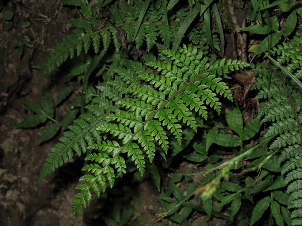 Папороть Бракен Лишає Вологому Лісі Навесні Pteridium Aquilinum Папороть Гілані — стокове фото