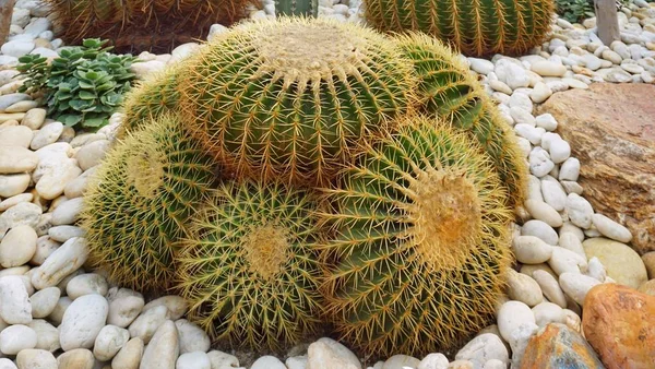 Bahçedeki kaktüs.