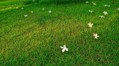 Bahçede Plumeria çiçekleri.