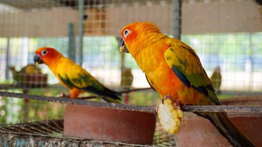Closeup güneş conure , Renkli papağan