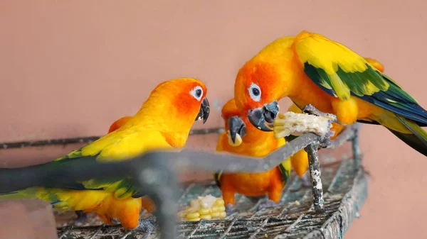 Primo Piano Sole Conure Pappagallo Colorato — Foto Stock