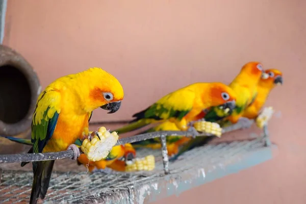 Closeup güneş conure , Renkli papağan