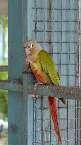 Green Cheek Conure Papagaio Encantador Fotos De Bancos De Imagens