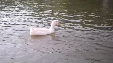 Ördek gölde yüzüyor.