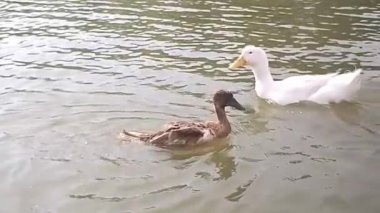 Ördekler gölde yüzüyor.