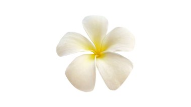 Beyaz arkaplanda izole Frangipani çiçeği