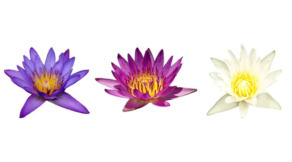 Beyaz arka plan üzerinde izole renkli nilüfer koleksiyonu