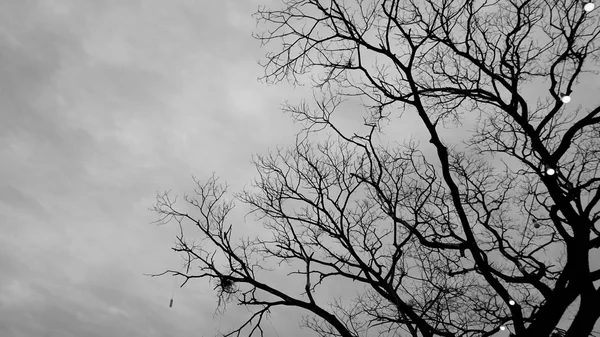 Árbol Muerto Solitario Fondo Monocromo —  Fotos de Stock