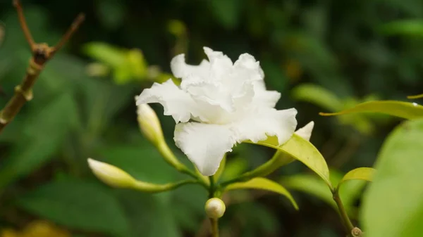 White Cape Jasmine flower (Gardenia jasminoides) on tree