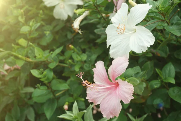 Ağaçta Çin Hibiscus Çiçekler kapatın