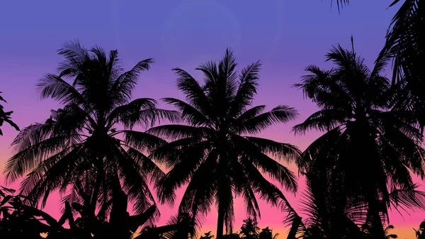 Coconut Trees Silhouette Ciel Coloré — Photo