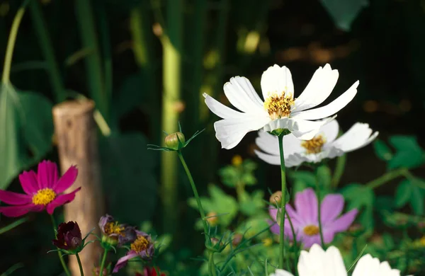 ดอกไม นในสวน Cosmos Bipinnatus — ภาพถ่ายสต็อก