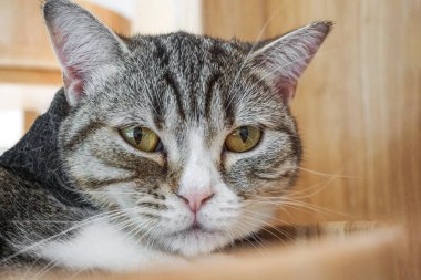 Güzel gri çizgili kediyi kapat 