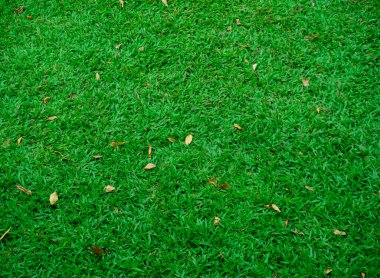 Yeşil çimen alan dokusu arka plan ve kurumuş yapraklar.