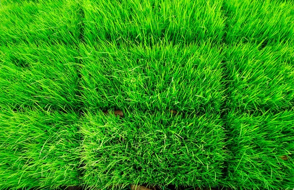 Green Young Rice Paddy Field — Stock Photo, Image