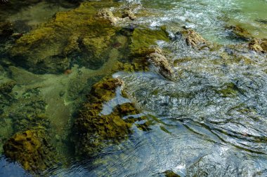 Mangrov ormanında büyüleyici şeffaf bir nehir.