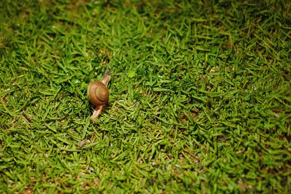 Small curious snail on green grass