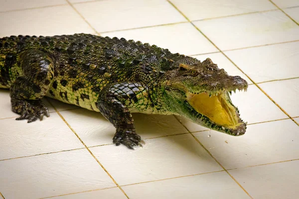 Dangarous green crocodile in terrarium on the crocodile farm — Stok fotoğraf