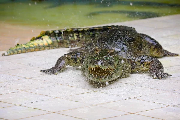 Großes grünes Krokodil im Terrarium der Krokodilfarm — Stockfoto