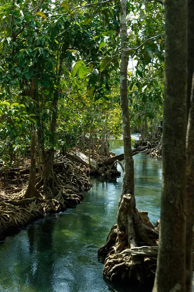 Un affascinante fiume trasparente nella foresta di mangrovie . — Foto Stock