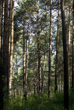 yaz ormanı skeçler