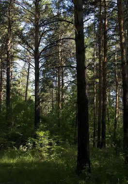 yaz ormanı skeçler