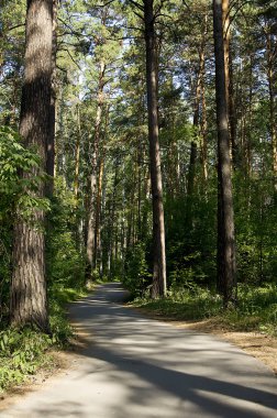 yaz ormanı skeçler