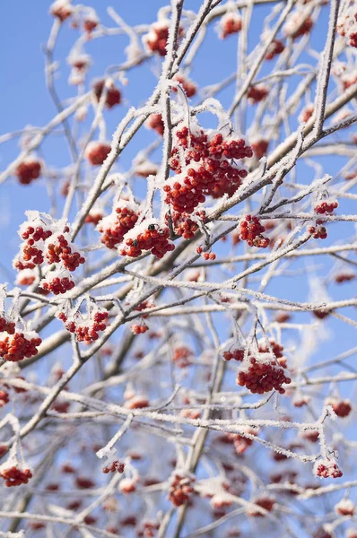 Walking Winter Forest — Stock Photo, Image