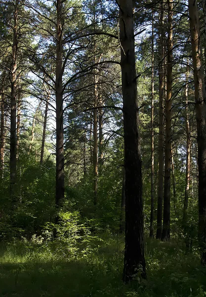 yaz ormanı skeçler