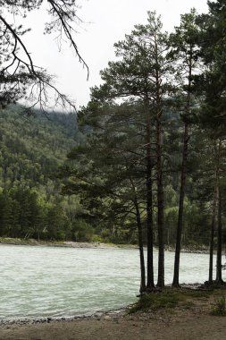 yaz aylarında Altay dağlarının bozulmamış doğası