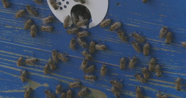 Las Abejas Son Insectos Voladores Conocidos Por Papel Polinización Por — Vídeos de Stock