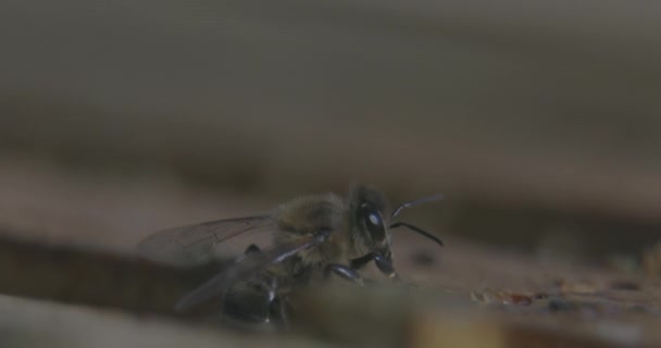 蜜蜂是飞行昆虫 以其在授粉和产生蜂蜜和蜂蜡中的作用而闻名 人类养蜂或养蜂业已经实行了几千年 — 图库视频影像