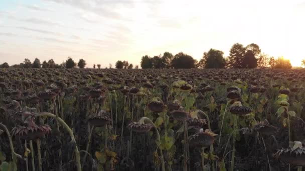 美丽的夏季飞行在干燥的向日葵在日落的田野 — 图库视频影像