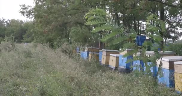 Бджоли Літаючі Комахи Відомі Своєю Роллю Запиленні Виробництві Меду Віспи — стокове відео