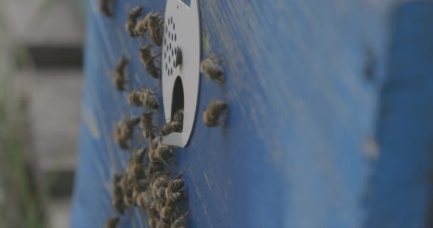 Пчелы Летают Насекомыми Известные Своей Ролью Опылении Производстве Меда Пчелиного — стоковое видео