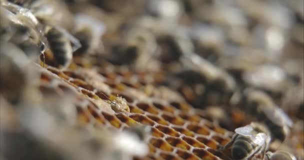 Las Abejas Son Insectos Voladores Conocidos Por Papel Polinización Por — Vídeo de stock