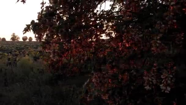 Mooie Zomer Vlucht Het Veld Van Droge Zonnebloem Bij Zonsondergang — Stockvideo