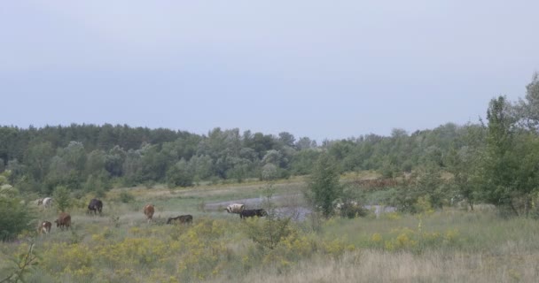 Pets Grazed Meadow River Visible Thick Forest — Stock Video