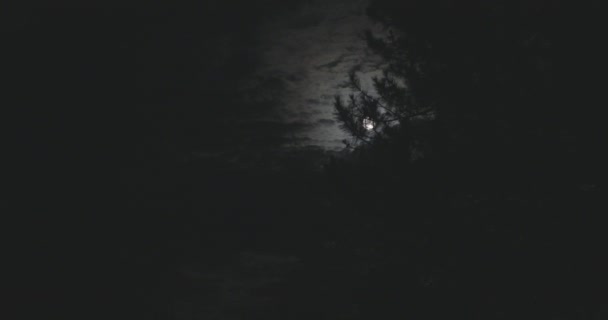 Luna Cielo Nocturno Ramas Abeto — Vídeos de Stock